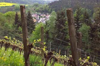 Durch die Weinberge geht der Fränkische Rotweinwanderweg ...