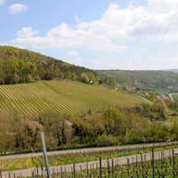 Weinberge Rück