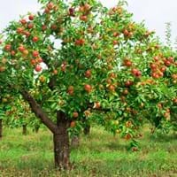 Apfelbaum.jpg